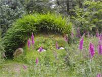 Bild eines Gartens mit Fingerhut-Pflanzen
